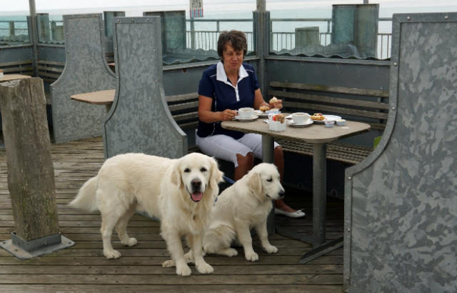 Lesley with her 2 dogs, Rosie and Ollie